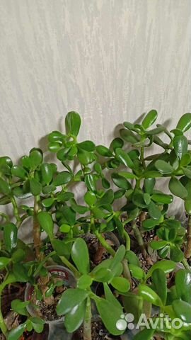 Цветок денежное дерево (толстянка)