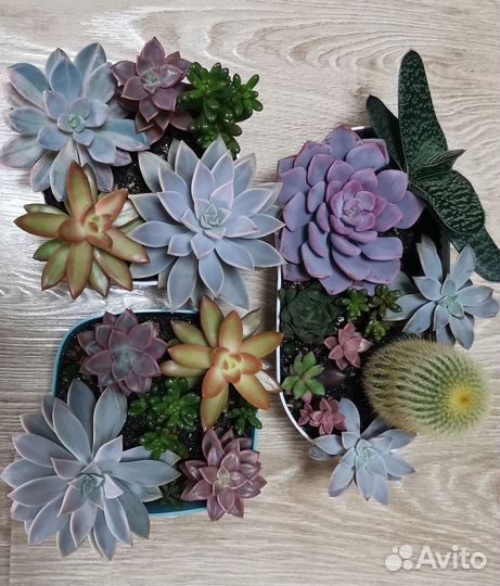 Суккуленты (эхеверии) садик, набор, композиция