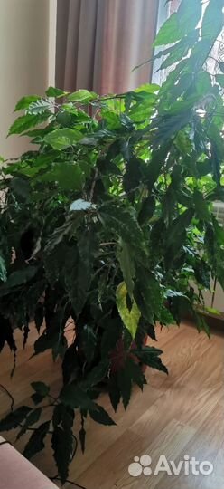 Гибискус, китайская роза