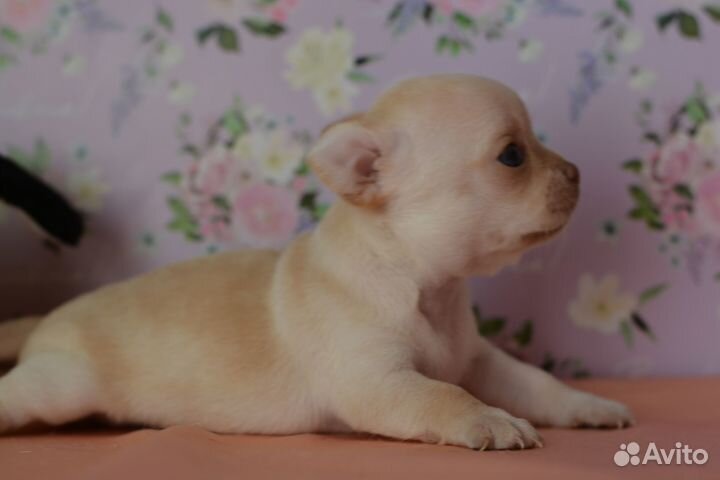 Шикарные малыши