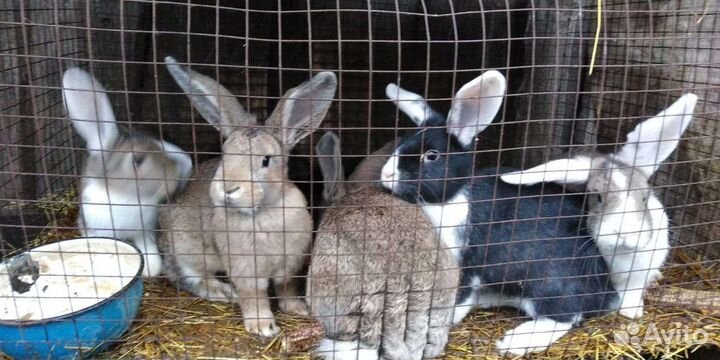 Кролики на мясо и на развод