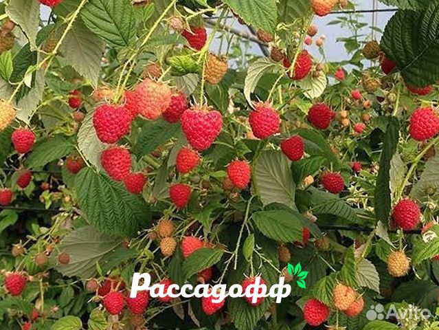 Саженцы малины. Мелкий опт от 100 шт