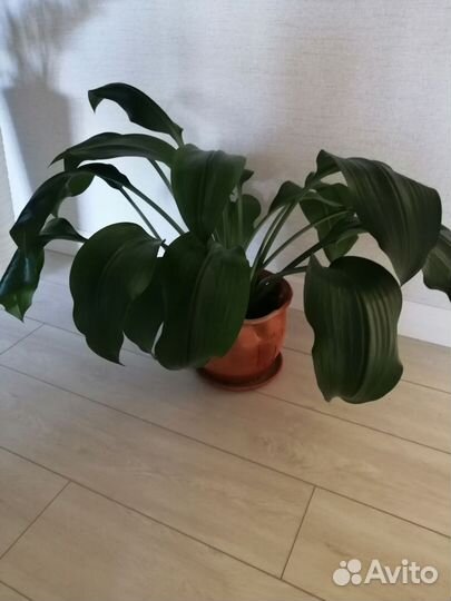 Эухарис амазонская лилия