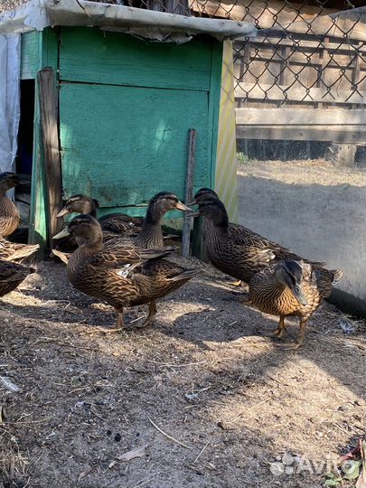 Дикая утка кряква (подсадная)