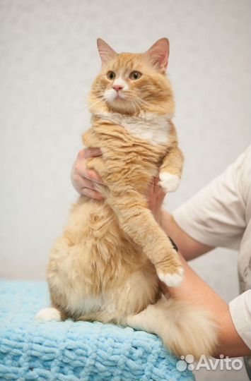 Рыжий красавец Нацу ищет дом