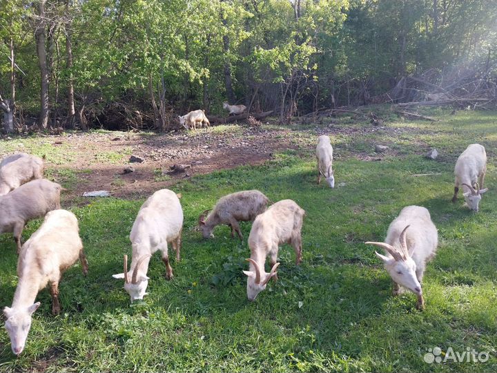 Зааненские козы дойные