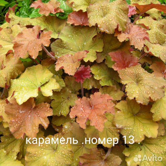 Гейхера. часть 2