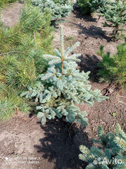 Саженцы ель голубая