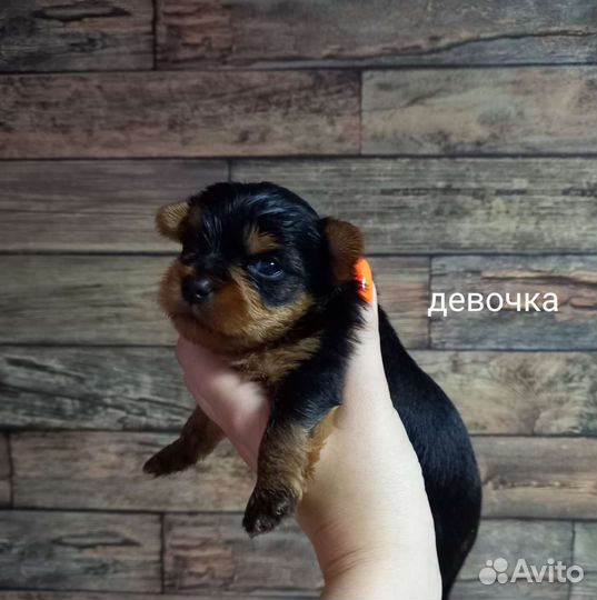 Йоркширский терьер щенки