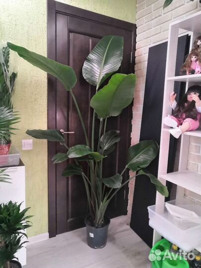 Стрелиция Николая 3 в 1, 24/190