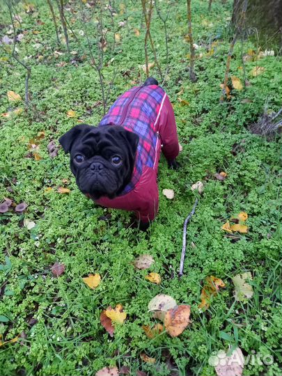 Мопс вязка мальчик