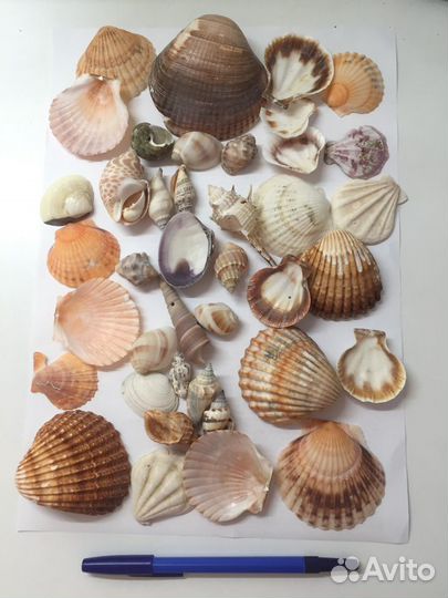 15 09 2023 много Ракушки средиземноморья