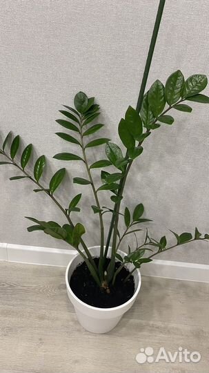 Замиокулькас