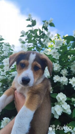 Собака девочка