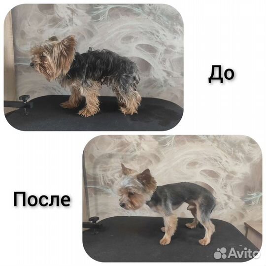 Груминг собак и кошек