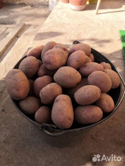 Продам картофель