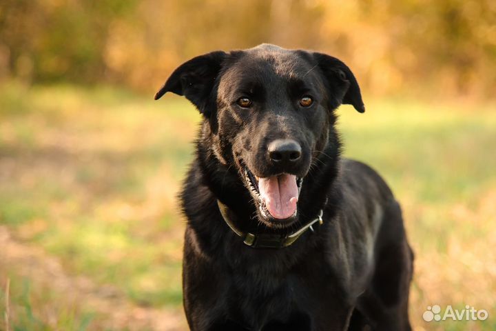 Шабо, собака умняха, ищет самые заботливые ручки