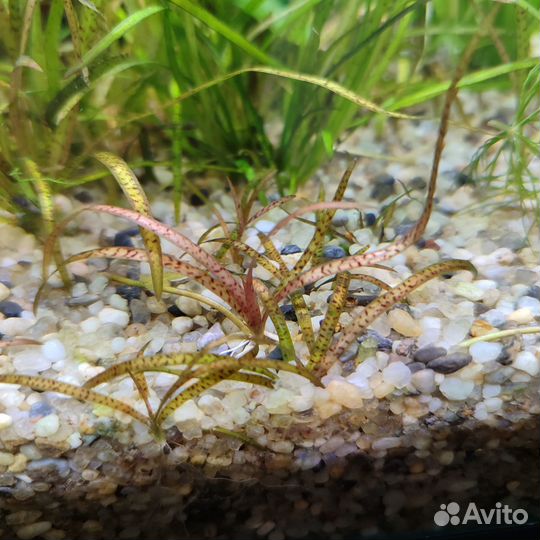 Растения для аквариума