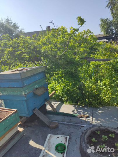 Продам пчелосемьи