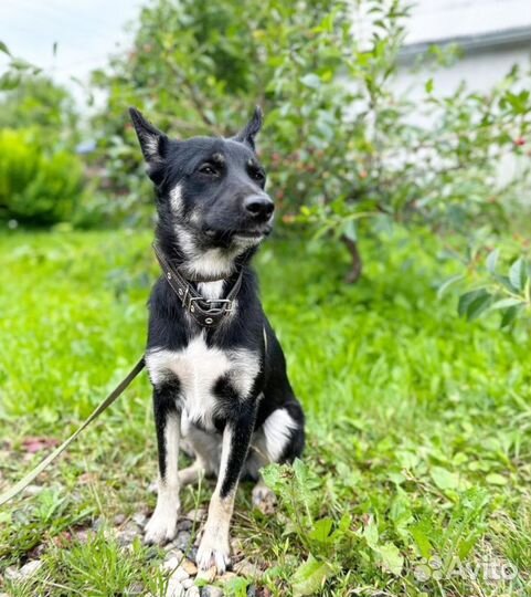 Молодой пёсик в добрые руки