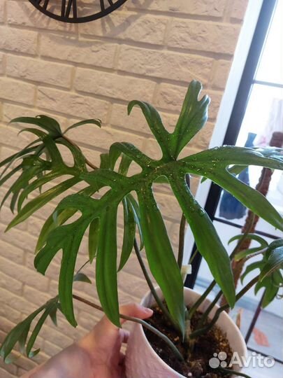 Филодендрон майо