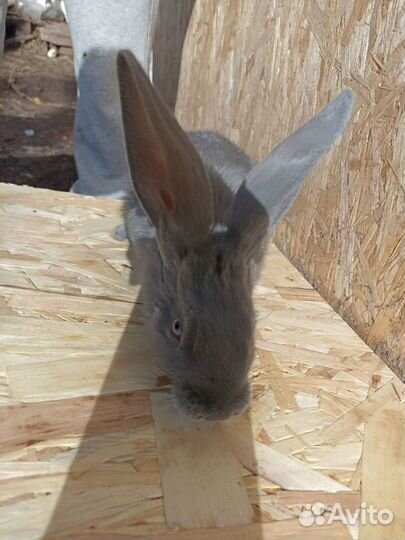 Кролики венский голубой, чёрный великан