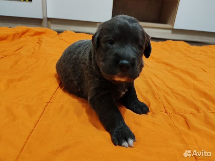 Щенки лабрадора голубые и чёрные