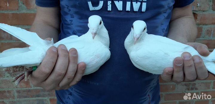 Белые голуби на свадьбу