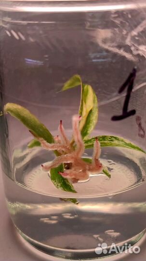 Филодендрон Карамель Марбл