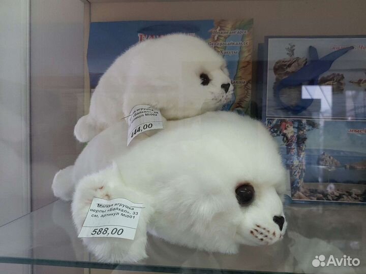 Нерпа плющевая