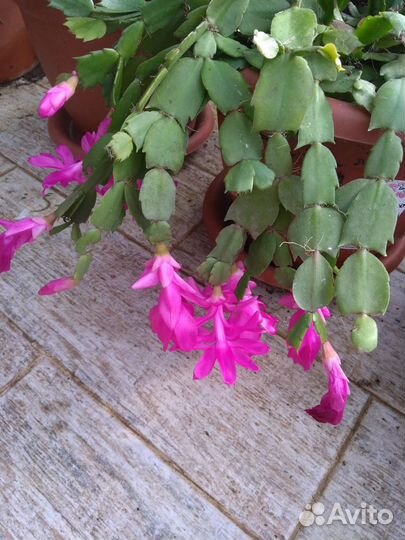 Декабрист (белый, розовый, красный)