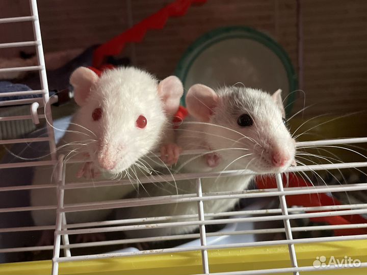 Крысята дамбо