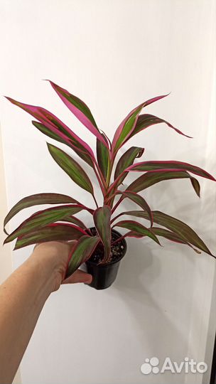 Корделина фрутикоза комнатные растения цветы