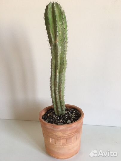 Кактусы и суккуленты/Комнатные растения