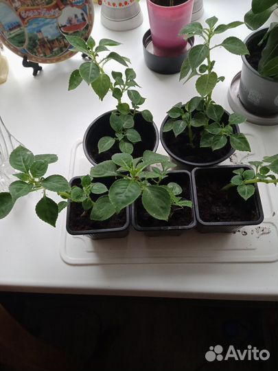 Бальзамин(Ванька мокрый)