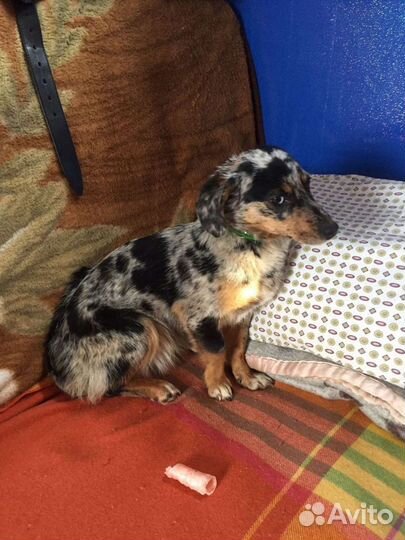 Собака метис такса бесплатно