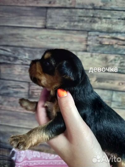 Йоркширский терьер щенки