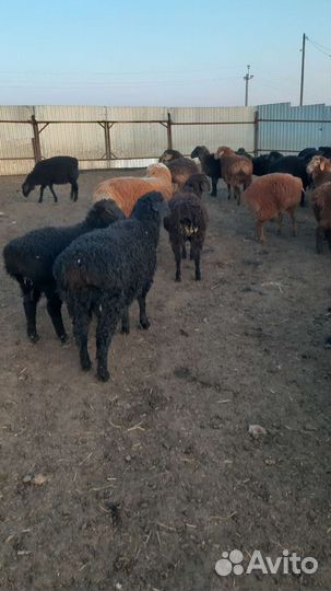 Овцы бараны