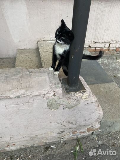 Котенок девочка