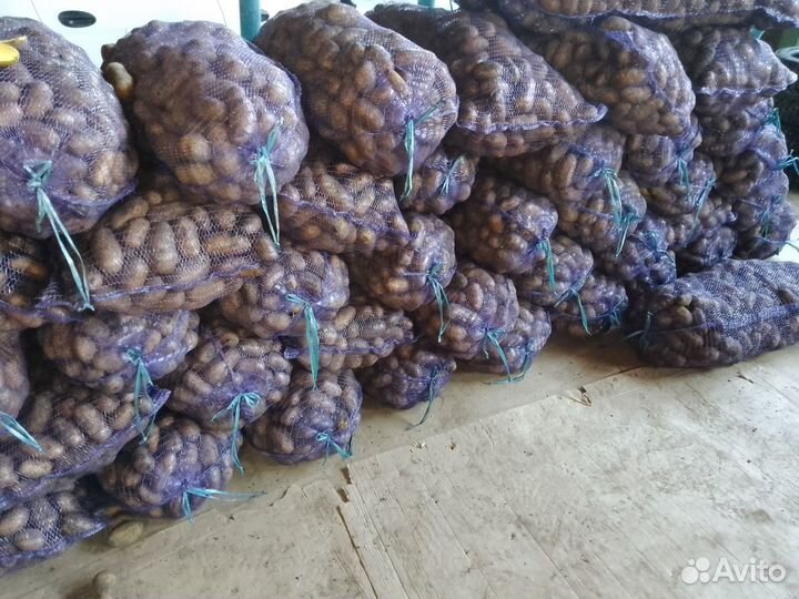 Продам семенной картофель
