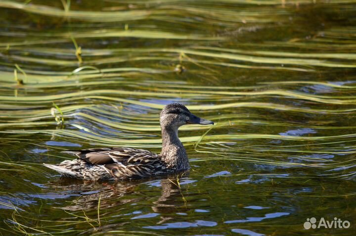 Объектив nikon dx nikkor af-s 55-300mm