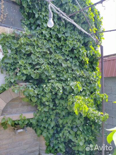 Девичий виноград,плюш