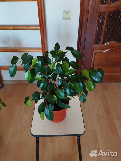 Фикус бенджамина