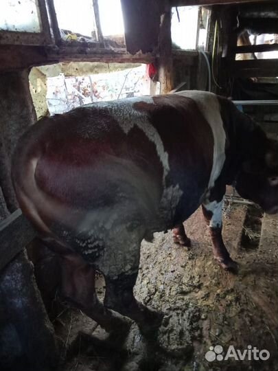 Быки на племя