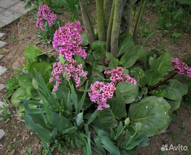Цветы в ваш сад