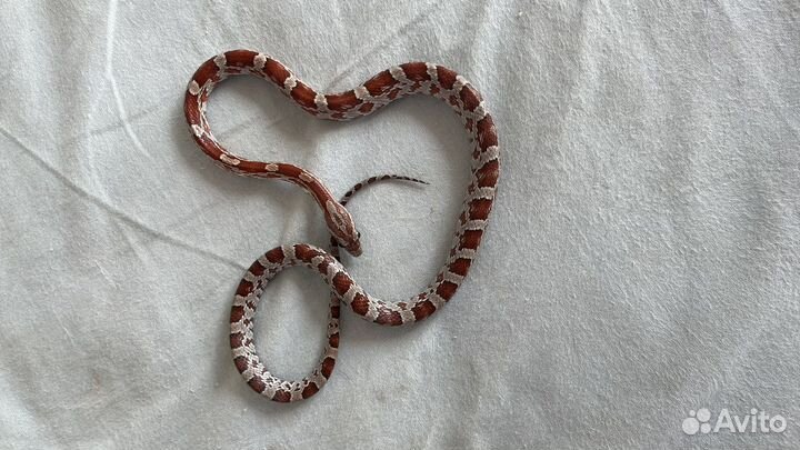 Змея маисовый полоз