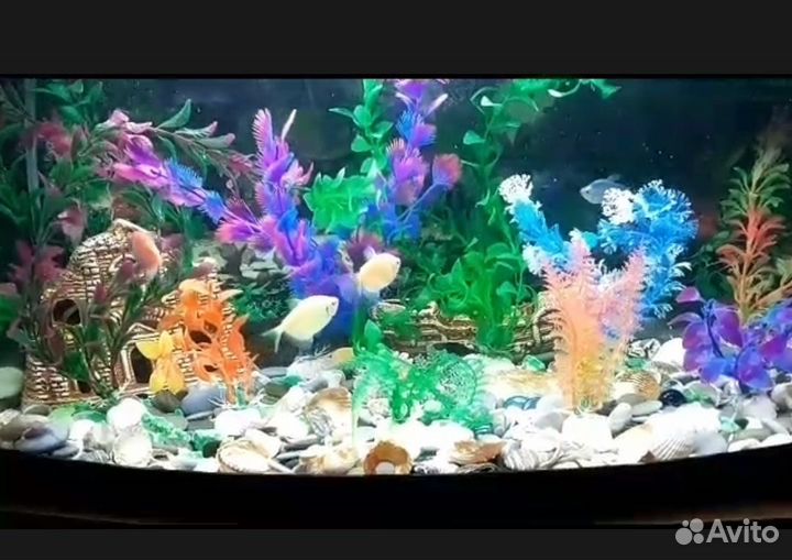 Аквариум с рыбками