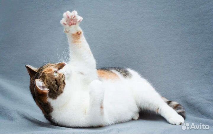 Мультяшная кошка Щёчка ищет дом