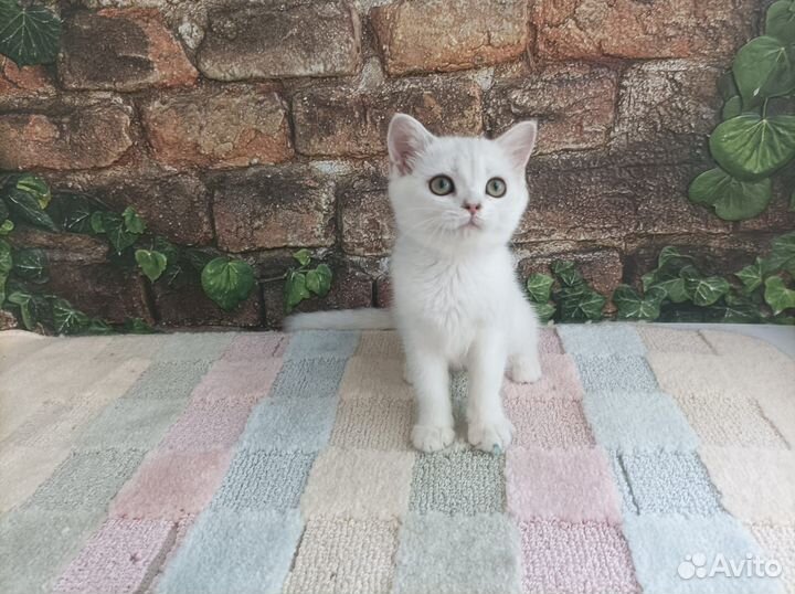 Шотландская девочка