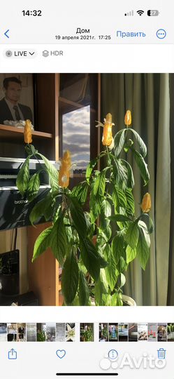 Пахистахис желтый